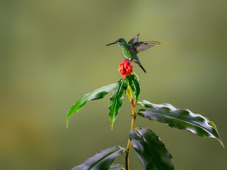 Green-crowned brilliant Hummingbird In Flight Feeding On A Red Flower