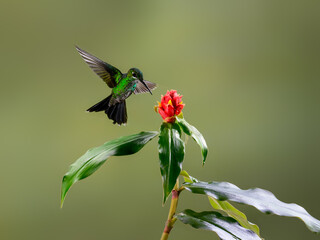Obraz premium Green-crowned brilliant Hummingbird In Flight Feeding On A Red Flower