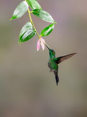 Green-crowned brilliant Hummingbird In Flight Feeding On A Pink Flower