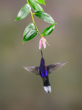 Violet sabrewing Hummingbird in flight collecting nectar from pink flower on green background