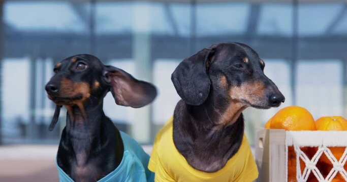 Two courier dogs in uniform looking around impatiently, fast delivery of healthy food, urgent order. Pets volunteers harvested fruit oranges in a box. Advertisement for balanced pet food with vitamins