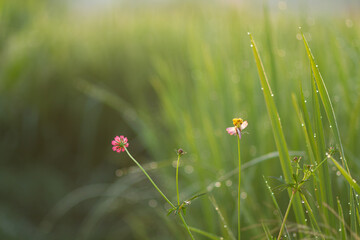 Purple cosmos flowers grow in bloom in the rice fields.