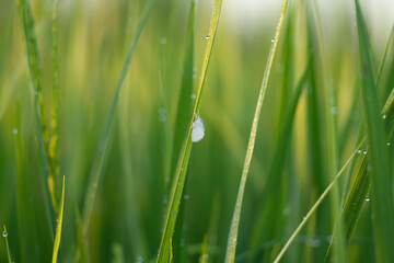 Photo of a white butterfly perched on a rice tree.