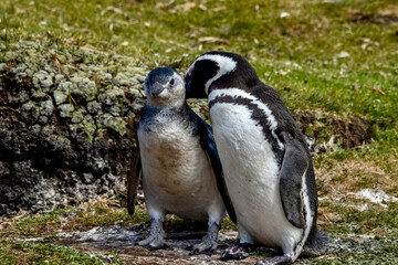 Obraz premium Pair of Magellanic Penguin nesting at Volunteer Point in the Falkland Islands