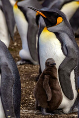 King Penguin with Jouvenile Chick at Volunteer Point in the Falkland Islands