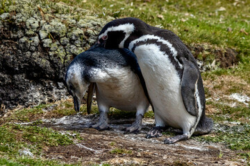 Pair of Magellanic Penguin nesting at Volunteer Point in the Falkland Islands