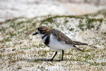 Two-banded plover at Volunteer Point in the Falkland Islands