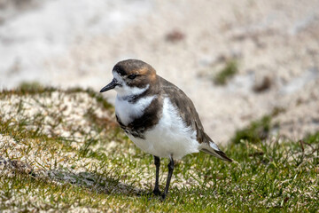 Two-banded plover at Volunteer Point in the Falkland Islands