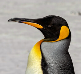 King penguin in profile on the beach at Volunteer Point in the Falkland Islands