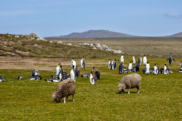 Sheep and King penguins at Volunteer Point in the Falkland Islands © Kaitlind