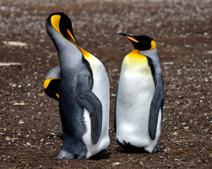 King Penguins at Penguin Colony on Volunteer Point in the Falkland Islands