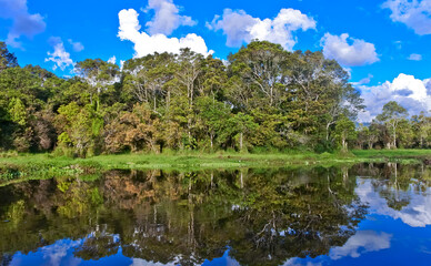 Fototapeta premium landscape of trees and vegetation of peat swamp plants with reflections of water views