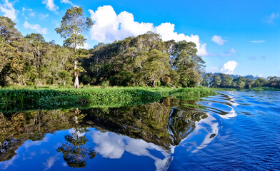 landscape of trees and vegetation of peat swamp plants with reflections of water views