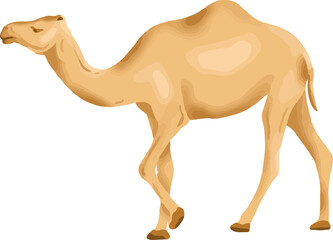 Camel Animal Qurban for Eid Al Adha