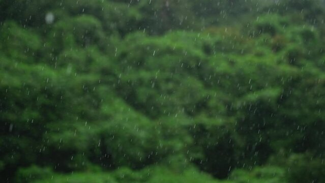 雨が降る 森・自然背景