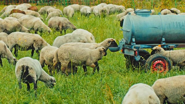 A flock of sheep peacefully munching on verdant pastures. Ideal for agricultural, environmental, or travel-related productions