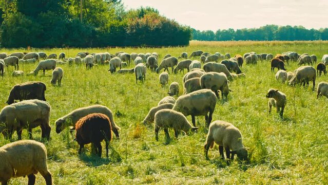 Beauty of the countryside, as a herd of sheep leisurely feast on lush green grass. Adding a touch of nature to your project, whether it's a documentary, advertisement, or film
