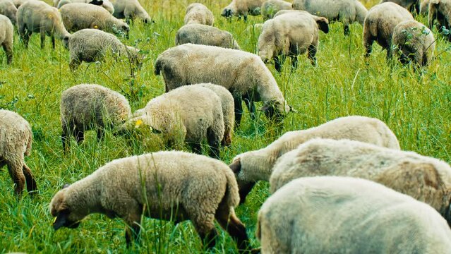 A herd of sheep graze contentedly on lush green grass on a cloudy day. Perfect for commercials, documentaries, or nature-related projects