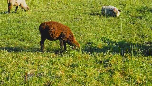 Adorable chocolate brown lamb grazing and frolicking amidst lush green fields. Adding a touch of sweetness to your project, whether it's a nature documentary, children's program, or marketing campaign