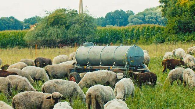 A herd of sheep gaze contentedly on lush green grass infront of a corn field on a cloudy day. Ideal for agricultural, environmental, or travel-related productions