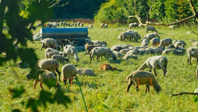 Pulling focus onto several happy sheep on a sunny day. A perfect addition to any nature-inspired project, from educational content to commercials and beyond