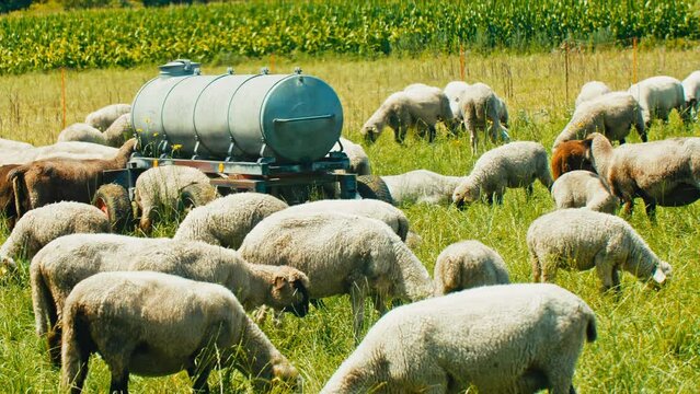 A pastoral scene showing a herd of sheep graze contentedly on lush green grass under the warm sun. Perfect for commercials, documentaries, or nature-related projects