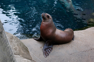 Fototapeta premium a charming fur seal lies on a stone and basks in the sun. High quality 4k footage