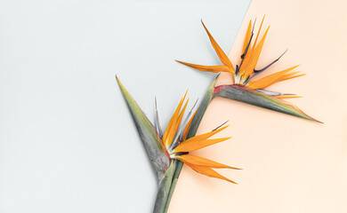 Top view tropical leaves on vibrant background. Summer flat lay composition.