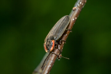 The Winter Firefly is a Lantern-less diurnal firefly. Raleigh, North Carolina.