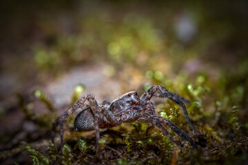 A Wolf Spider skitters over a mossy log in the forest. Raleigh, North Carolina.