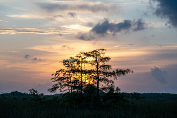 Colorful sunrise clouds behind cypress trees in Dwarf Cypress Forest in Everglades National Park, Florida.