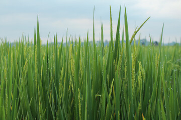 Obraz premium Close up of beautiful rice fields early in the morning on organic green farm