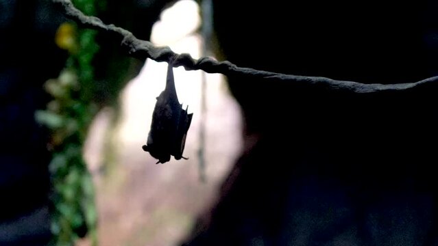 bat hangs upside down and scratches its back with its paw the second one flies by on a dark background the mouse flies away you can see the rocks hanging food in Vancouver Aquarium, BC, Canada
