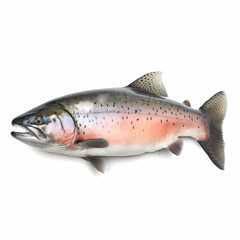 Full Body Salmon On White Background Illustration