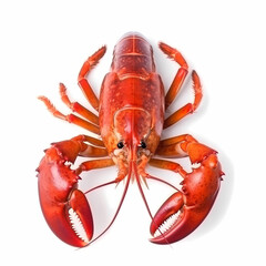 Red Lobster Isolated White Illustration