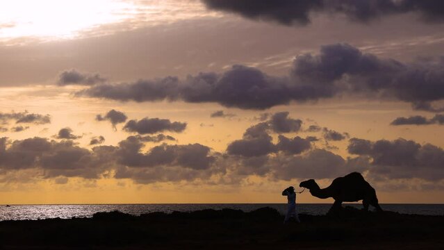 Dubai desert sunrise dromedary camel herder walking UAE