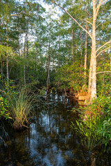 Water flowing in cypress swamp in Everglades National Park, Florida at sunrise.