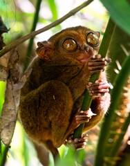 Philippine tarsier