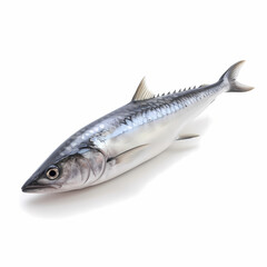Detail Illustration Of Spanish Mackerel Isolated White