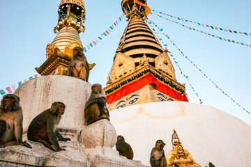 Monkeys sit on the white swayambhu stupa in kathmandu nepal. Evening mood at the monkey temple. - obrazy, fototapety, plakaty