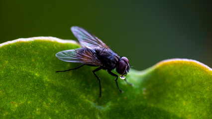 Black flies are perched on green leaves.