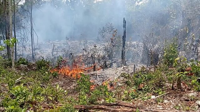 Inicio y propagación de un incendio forestal por descuido de una persona, selva verde incendiada y quemándose rápidamente.
