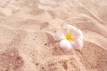 Fototapeta Plumeria white flower on the sand beach, concept spa, aroma, topical summer, luxury, vacation, holiday, beautiful, blossom, ocean  obraz