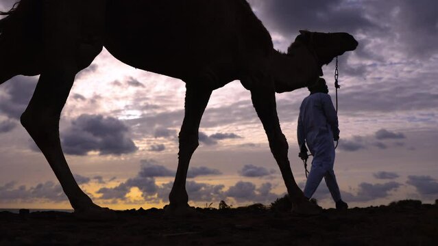 Desert sunrise dromedary camel and herdsman Red Sea 