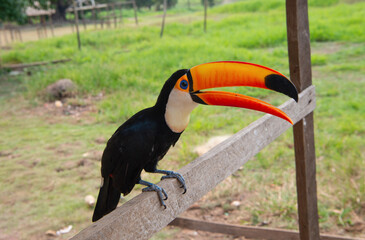 image of toucan with beak outside. toucan with beak outdoor. toucan with beak in wildlife. © be free