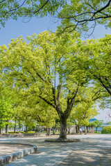 Fototapeta na wymiar Beautiful tree in middle of plaza in Hiroshima park.