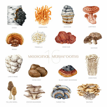 Medicinal Mushrooms Painted Set. Watercolor Illustration. Hand Drawn Medicinal Fungus Natural Elements. Lions Mane, Chaga, Reishi, Cordyceps, Maitake, Turkey Tail, Oyster Mushroom. White Background