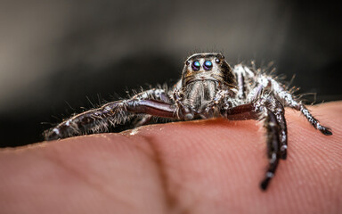 Close up a black jumping spider on human finger and natural background, Human skin, Insect photo, Selective focus.