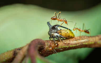 Close up a strange treehopper (horned tree hopper) on tree branch with red ants, Selective focus, Macro photo of insect in nature.
