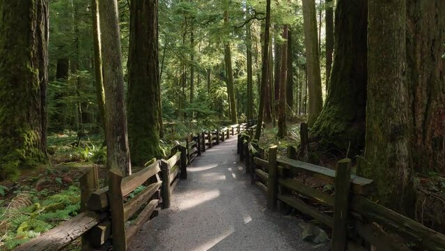 Trail in the Rain Forest during a vibrant sunny spring season day. Taken in MacMillan Provincial Park, Vancouver Island, British Columbia, Canada.